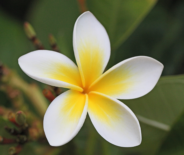 plumeria